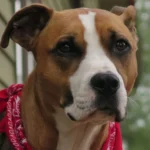 Pup Races Around Excitedly to Show Mom He Really Missed Her