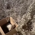 Shocked Volunteers Discovered a Tiny Puppy Abandoned on Railroad Tracks