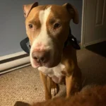 Pit Bull Rescued From Euthanasia Just in Time Due to a Simple Cold