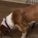 Scared Dog Stays in Crate Even After Finding a New Home