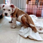 Little Paralyzed Pup Defied All Odds and Proved His Vets Wrong