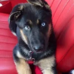 13 Stunning Blue-Eyed German Shepherds That Will Take Your Breath Away