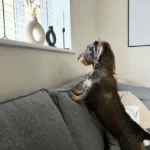 A Playful Pup Stands on Two Legs to Peer Out the Window