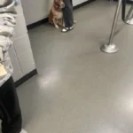 Dog Hugs Owner to Stop Him from Leaving During Abandonment