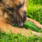 Five Best Dog Treats to Keep Your Pup Cool This Summer