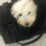 Little Puppy Discovered By Itself at Indianapolis International Airport