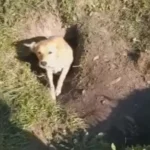 Heroes Rescue Dog Family From Tunnel, Giving Them a Happy Life