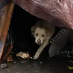 Dog Spends Life in Junkyard, Finally Finds a Loving Home