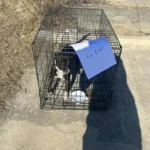 Rescuers Shocked by Note Left With Puppy: “Free Dog, Free Kennel”