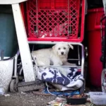 Rescued Street Dog Welcomes Adorable Puppies into the World