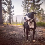 Hiking Couple Hears Weird Noises by Creek, Finds Astonishing Discovery