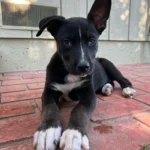 Foster Mom Cries Tears of Joy When She Finds Out Who Adopted Her Beloved Dog