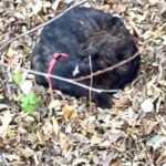 Hungry Dog Found Hiding in Leaves, Hoping for Someone to Rescue Him