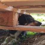 Two Devoted Dogs Left at a Shelter Hide from Everyone Until They Discover True Love