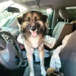 Rescued Dog Finds Real Joy for the First Time After Surgery