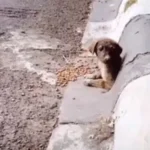 Man Sees Cute Face in Drain Pipe and Knows He Found His Dog