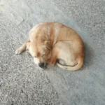 Dog Gets Stuck in Doggy Door and Realizes He’s Overweight