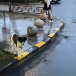 Pregnant Dog Eagerly Waits By Restaurant Hoping For Food and Kindness