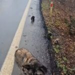 Scared Mom Dog Braved Busy Street in Storm to Save Her Pups