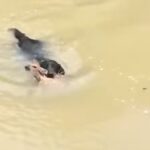 Brave Labrador Leaps Into River to Rescue Baby Deer from Drowning