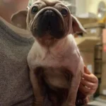 Mork Skywalker, The Adorable Rescue Pup, Looks Just Like Baby Yoda