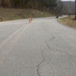 Lady Finds Two Little Pups on the Road and Quickly Helps Out