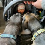 Puppy Sweetly Helps Little Sister Walk for the First Time, Wins Hearts