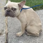 Dumped French Bulldog Rushed to Hospital Because of Poor Health