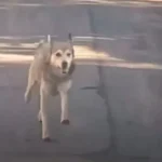 Dog Wouldn’t Stop Following Her Car, So She Took Him Home