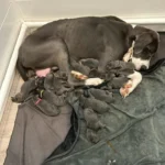 Stunning Great Dane Breaks Record With 15 Puppies at North Carolina Shelter