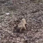 Hungry Dog Survives on Leaves While Waiting for Someone to Help