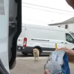 A Stray Dog Saved Right Before a Big Storm Hit