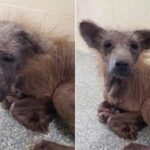 Bald Puppy Afraid of Everyone Undergoes Amazing Change After Adoption