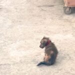 Lady Finds a Small, Bald Puppy by the Road Needing Rescue