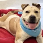 Dog Stuck in Shelter for 3 Years Finally Gets a Loving Home