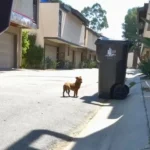 A Homeless Dog Who Feared People Finds Love and Trust