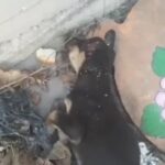 Rescuers Found a Hurt Puppy by a Trash Can and Faced a Tough Decision