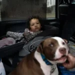 Loyal Dog Saves Baby Girl from House Fire, Refusing to Leave Her Behind