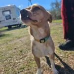 Sisters Discover Abandoned Dog in Desert and Uncover Its Sad Story