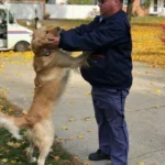 A Mailman and Golden Retriever Form an Adorable, Heartwarming Bond