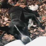 Two Women Discover Exhausted Mama Dog and Pups in Forest, Rescue Them