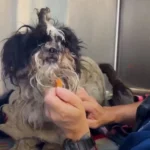 Rescuers Surprised to Discover the Real Identity of a Neglected, Matted Animal