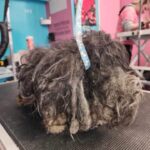 How a Quick Grooming Session Transformed a Neglected Dog’s Life