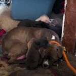 Mom Dog and Her Pups Found Shivering in Old House, Break Rescuers’ Hearts