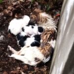 Momma Dog Shivering in Cold While Protecting Her Puppies