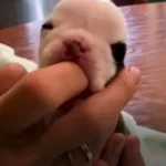 This Tiny Puppy Fought Hard Until It Found a New Buddy