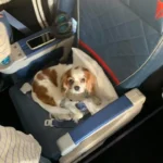 Woman Surprised to See Spoiled Dog Enjoying First Class Ride