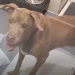 Senior Dog Finds New Home and Joy After Being Abandoned