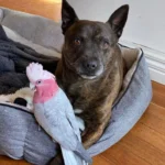 Dog Discovers Hurt Parrot and Unexpectedly, They Become Best Friends