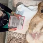 Golden Retriever Patiently Awaits While Owner Practices Nursing Skills in Adorable Video